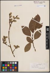 Foto von Salix caprea L.